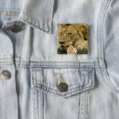 Afrikanische Löwe, Panthera leo, schlafend Button (Beispiel)