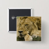 Afrikanische Löwe, Panthera leo, schlafend Button (Vorne & Hinten)