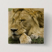 Afrikanische Löwe, Panthera leo, schlafend Button (Vorderseite)