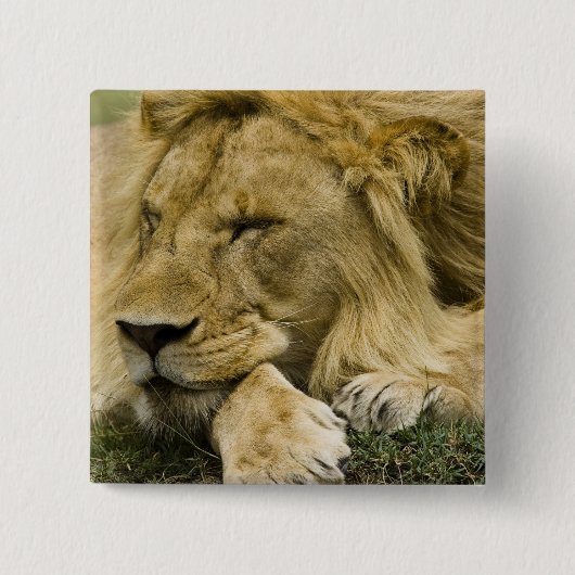 Afrikanische Löwe, Panthera leo, schlafend Button (Vorderseite)