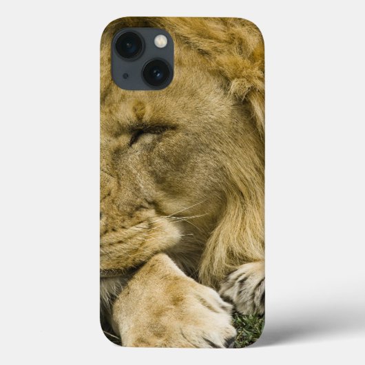 Afrikanische Löwe, Panthera leo, schlafend Case-Mate iPhone Hülle (Rückseite)