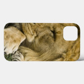 Afrikanische Löwe, Panthera leo, schlafend Case-Mate iPhone Hülle (Rückseite (Horizontal))
