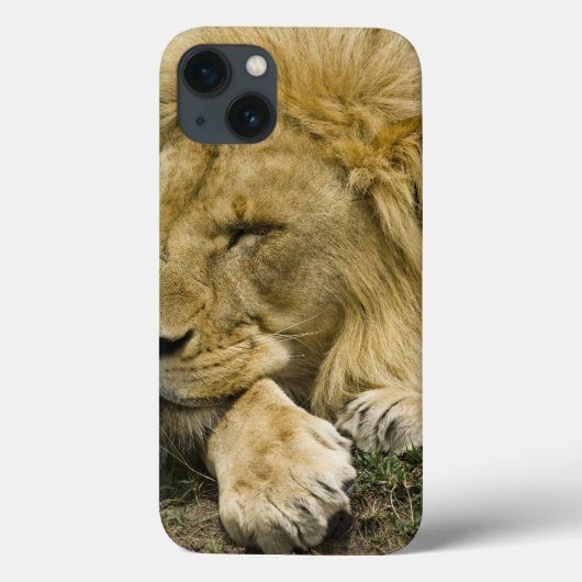 Afrikanische Löwe, Panthera leo, schlafend Case-Mate iPhone Hülle (Rückseite)