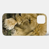 Afrikanische Löwe, Panthera leo, schlafend Case-Mate iPhone Hülle (Rückseite (Horizontal))