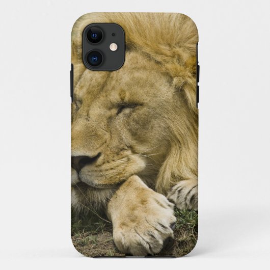 Afrikanische Löwe, Panthera leo, schlafend Case-Mate iPhone Hülle (Rückseite)