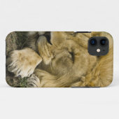 Afrikanische Löwe, Panthera leo, schlafend Case-Mate iPhone Hülle (Rückseite (Horizontal))