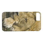 Afrikanische Löwe, Panthera leo, schlafend Case-Mate iPhone Hülle (Rückseite (Horizontal))