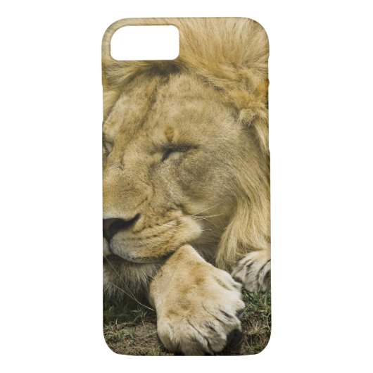 Afrikanische Löwe, Panthera leo, schlafend Case-Mate iPhone Hülle (Rückseite)