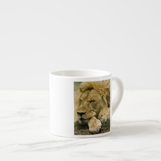 Afrikanische Löwe, Panthera leo, schlafend Espressotasse (Vorderseite Rechts)