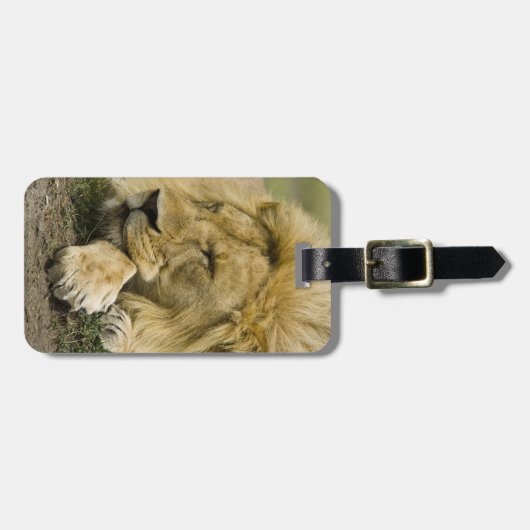 Afrikanische Löwe, Panthera leo, schlafend Gepäckanhänger (Vorderseite horizontal)