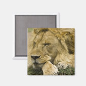 Afrikanische Löwe, Panthera leo, schlafend Magnet (Vorderseite/Rückseite)