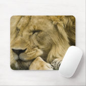 Afrikanische Löwe, Panthera leo, schlafend Mousepad (Mit Mouse)