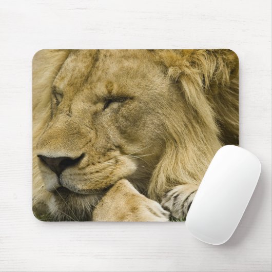Afrikanische Löwe, Panthera leo, schlafend Mousepad (Mit Mouse)