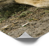 Afrikanische Löwe, Panthera leo, schlafend Poster (Ecke)