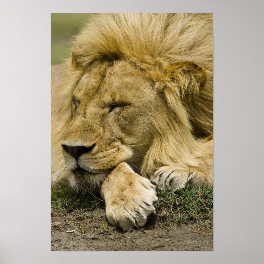 Afrikanische Löwe, Panthera leo, schlafend Poster (Vorne)