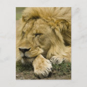 Afrikanische Löwe, Panthera leo, schlafend Postkarte (Vorderseite)