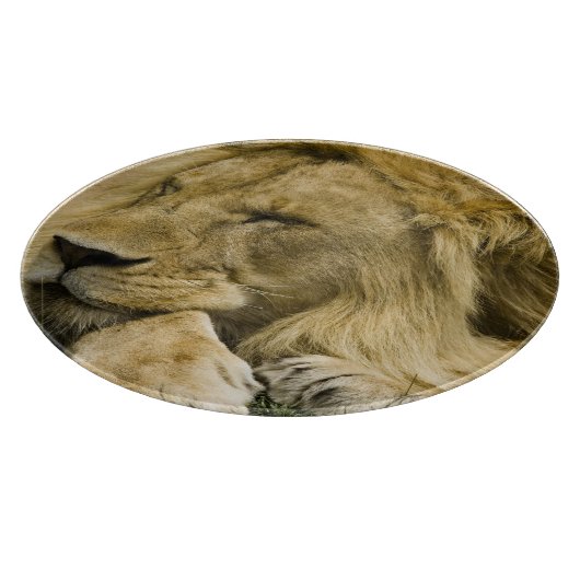 Afrikanische Löwe, Panthera leo, schlafend Schneidebrett (Ecke)