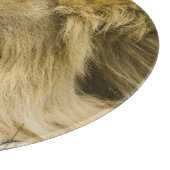 Afrikanische Löwe, Panthera leo, schlafend Schneidebrett (Ecke)