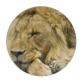 Afrikanische Löwe, Panthera leo, schlafend Schneidebrett (Vorderseite)