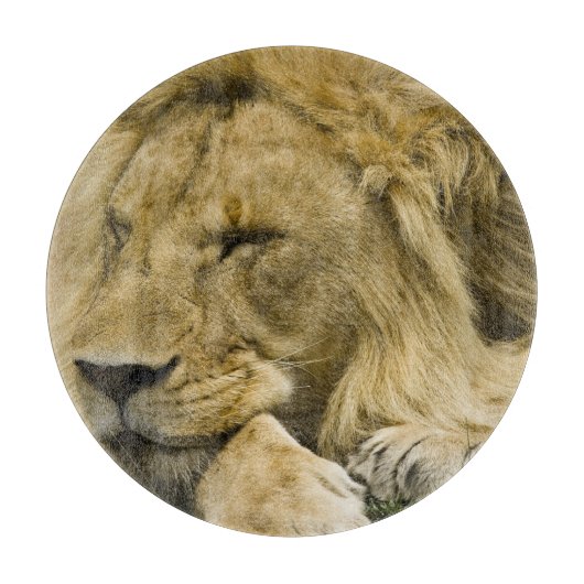Afrikanische Löwe, Panthera leo, schlafend Schneidebrett (Vorderseite)