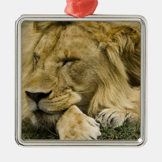Afrikanische Löwe, Panthera leo, schlafend Silbernes Ornament (Vorne)