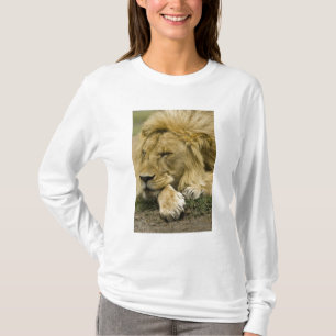Afrikanische Löwe, Panthera leo, schlafend T-Shirt