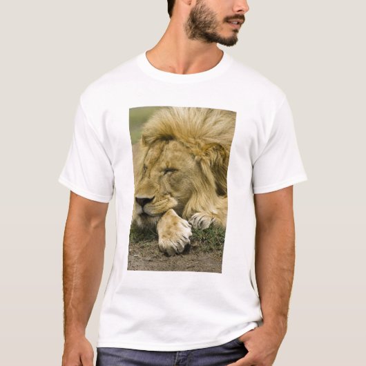 Afrikanische Löwe, Panthera leo, schlafend T-Shirt (Vorderseite)