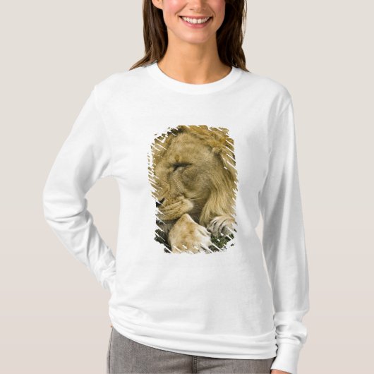 Afrikanische Löwe, Panthera leo, schlafend T-Shirt (Vorderseite)