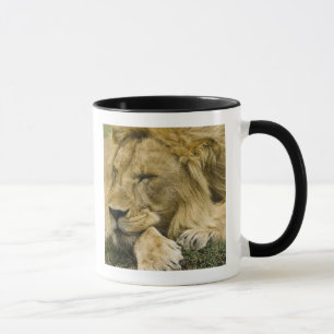 Afrikanische Löwe, Panthera leo, schlafend Tasse