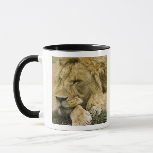 Afrikanische Löwe, Panthera leo, schlafend Tasse (Links)