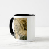 Afrikanische Löwe, Panthera leo, schlafend Tasse (Vorderseite Links)
