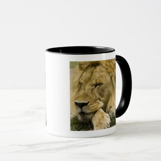 Afrikanische Löwe, Panthera leo, schlafend Tasse (VorderseiteRechts)
