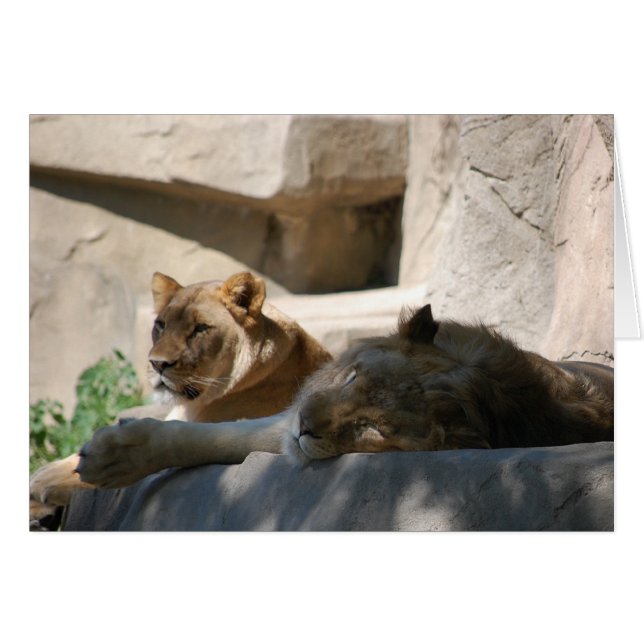 Afrikanische Löwen (Vorderseite (Horizontal))