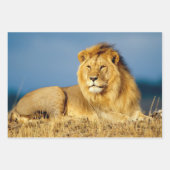 Afrikanische Löwen-2-Papierblätter Geschenkpapier Set (Vorderseite)