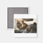 Afrikanische Löwen Magnet (Vorderseite/Rückseite)