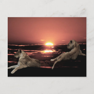Afrikanische Löwen ruhen bei Sonnenuntergang Postkarte