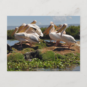 Afrikanische Pelikane Wildtiere in Afrika Postkarte