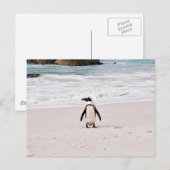 Afrikanische Pinguin Postcard Postkarte (Vorne/Hinten)