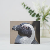 Afrikanische Pinguin Postcard Postkarte (Stehend Vorderseite)