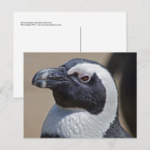 Afrikanische Pinguin Postcard Postkarte (Vorne/Hinten)