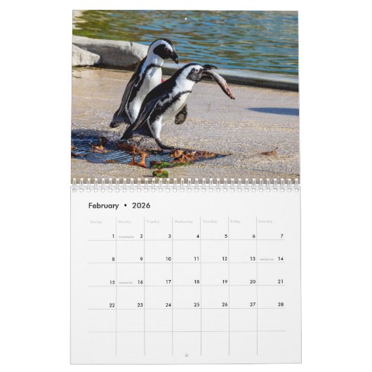 Afrikanische Pinguine 2026 Kalender (Feb 2026)