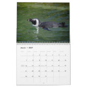 Afrikanische Pinguine 2026 Kalender (Mär 2027)