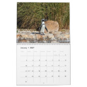 Afrikanische Pinguine 2026 Kalender (Jan 2027)