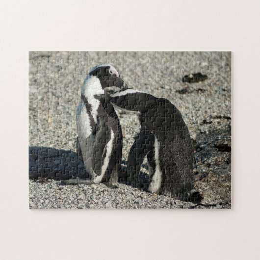 Afrikanische Pinguine, die sich pflegen Puzzle (Horizontal)