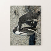 Afrikanische Pinguine, die sich pflegen Puzzle (Vertikal)