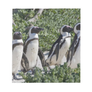 Afrikanische Pinguine, früher Jackass genannt Notizblock
