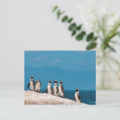 Afrikanische Pinguine Postkarte (Stehend Vorderseite)