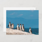 Afrikanische Pinguine Postkarte (Vorne/Hinten)
