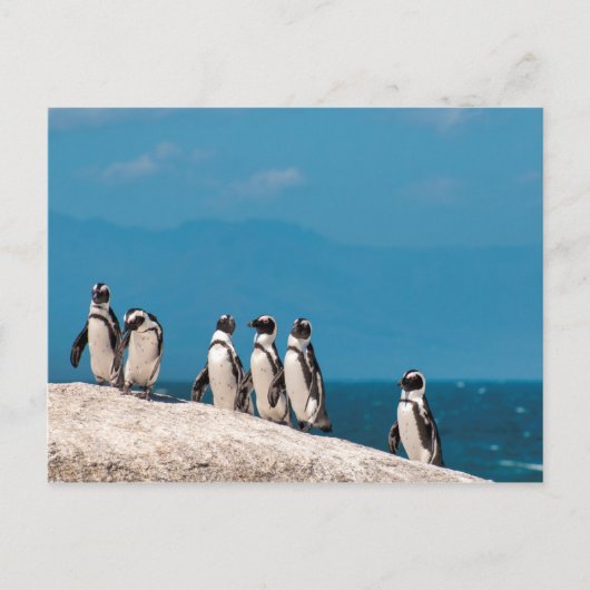 Afrikanische Pinguine Postkarte (Vorderseite)