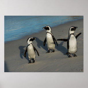Afrikanische Pinguine   Spheniscus Demersus Poster